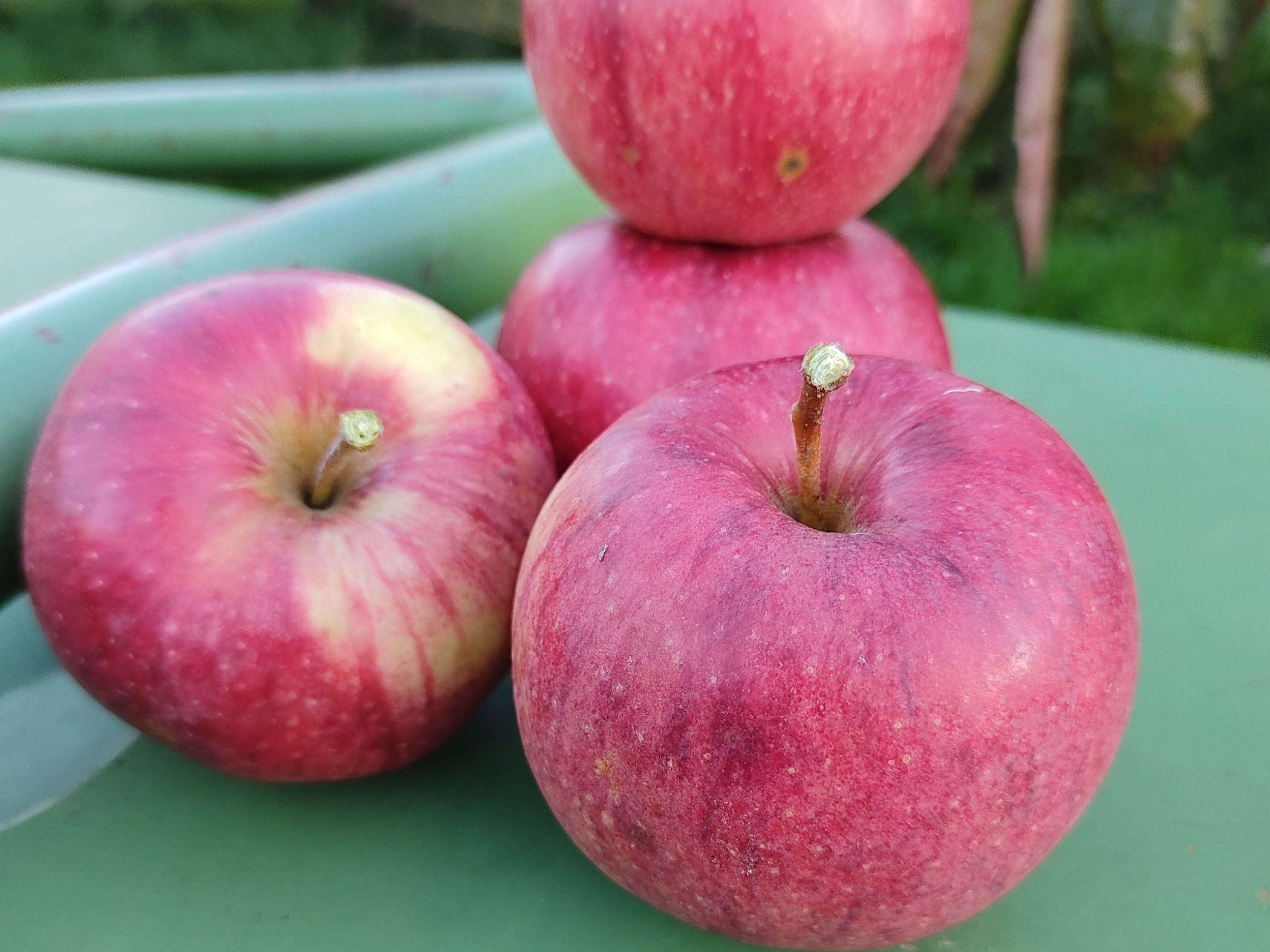 Äpfel - Jonagold | 1,5 kg