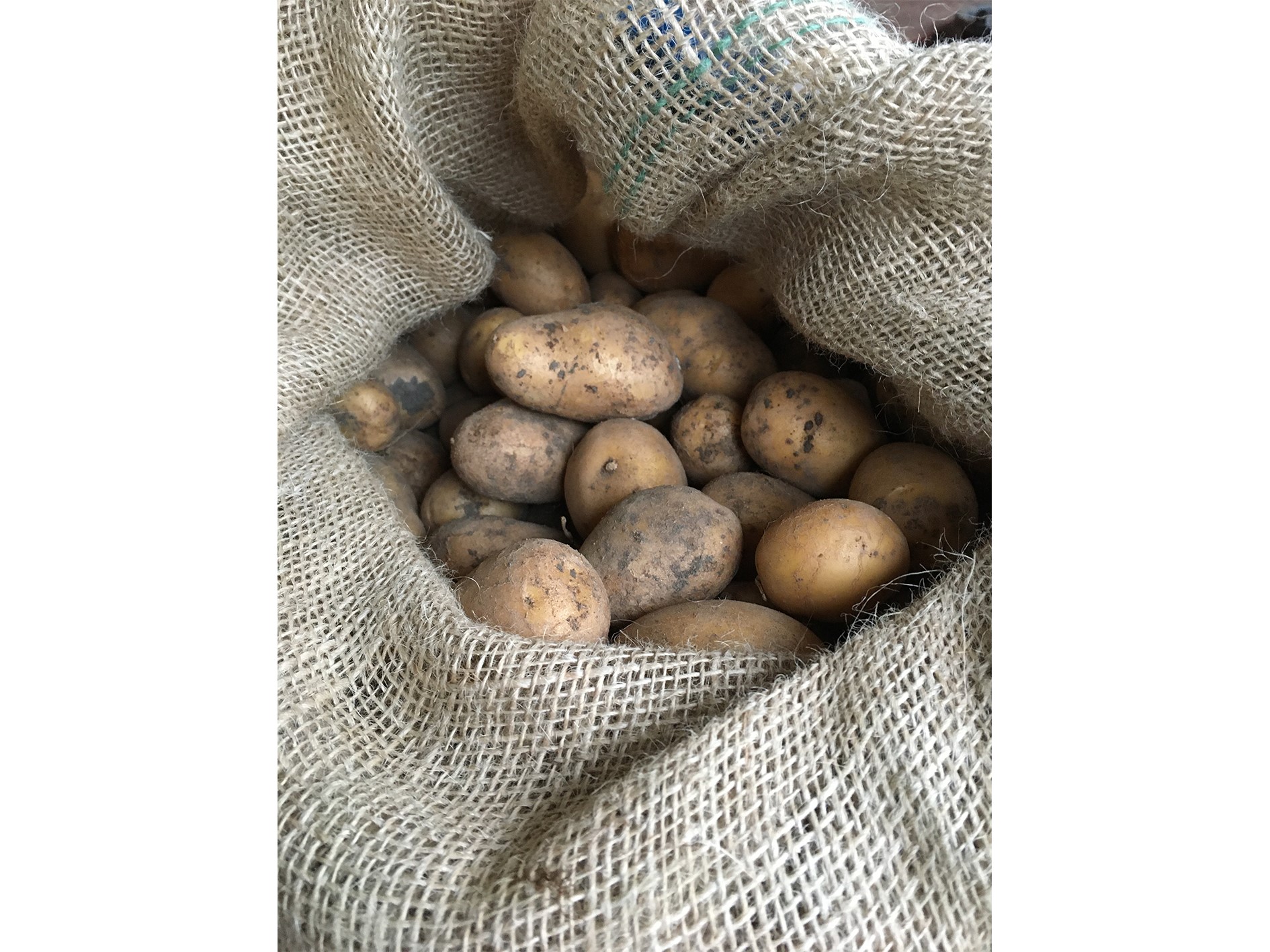 Kartoffeln "Agria" (mehlig) | 2,5 kg