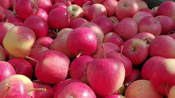 Äpfel - Pinova | 1,5 kg