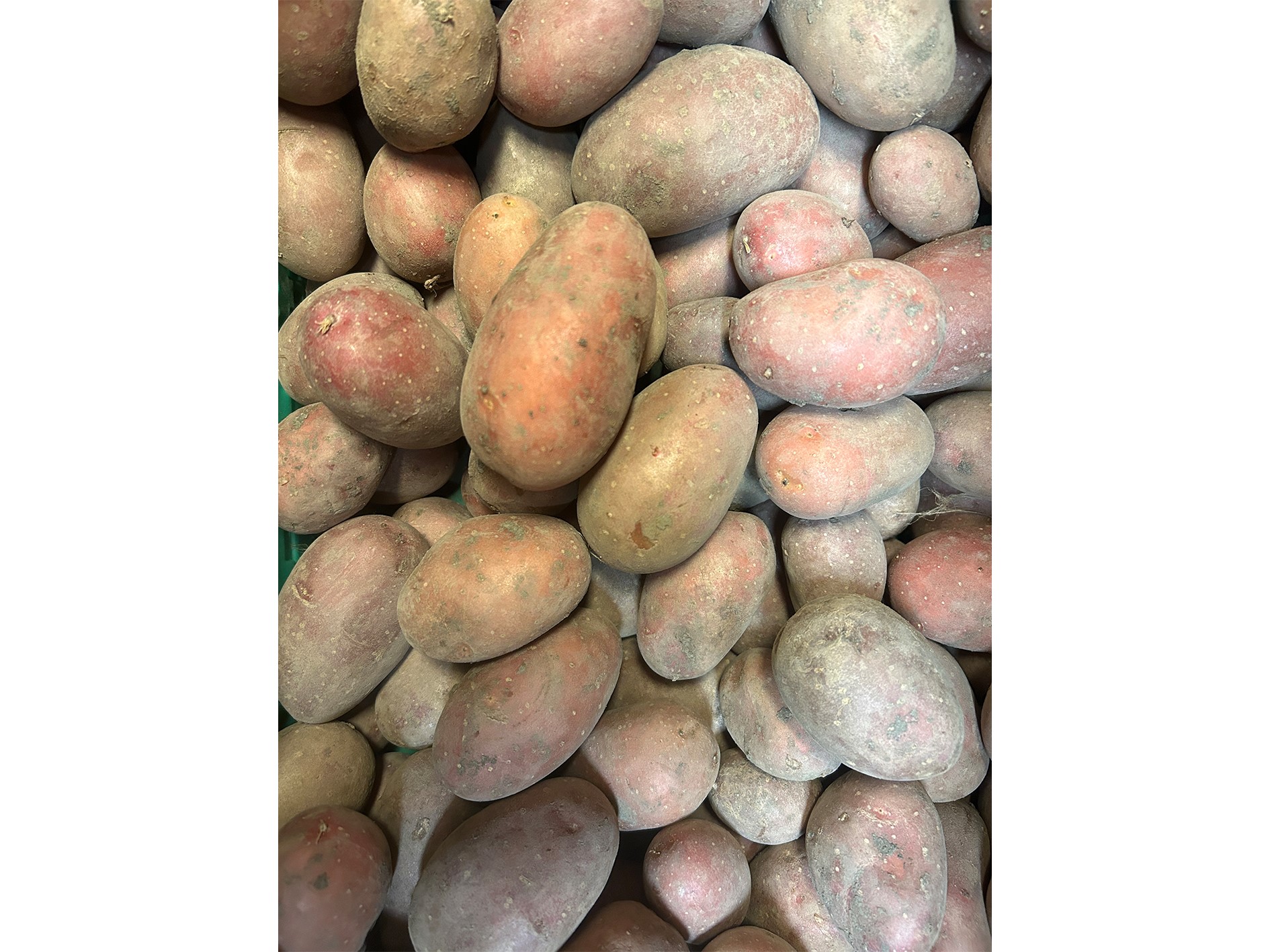 Kartoffeln "Laura" (vorw. festkochend) | 2,5 kg